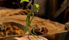 Bowtruckle, un entrañable guardían de arboles. 9 Browtruckle
