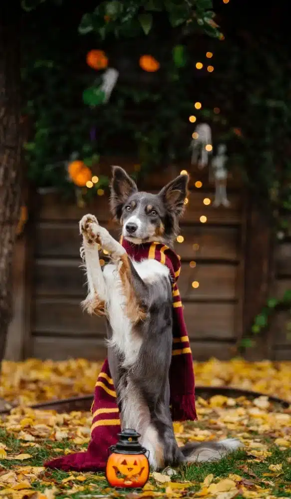 perrito halloween harry potter