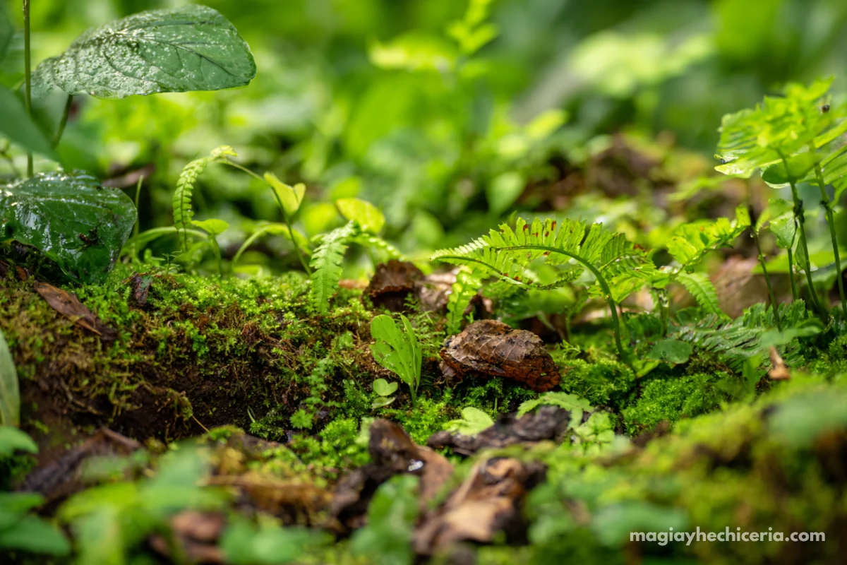 Streeler el caracol toxico de caparazon cambiante habitat